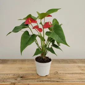 4" anthurium asst
