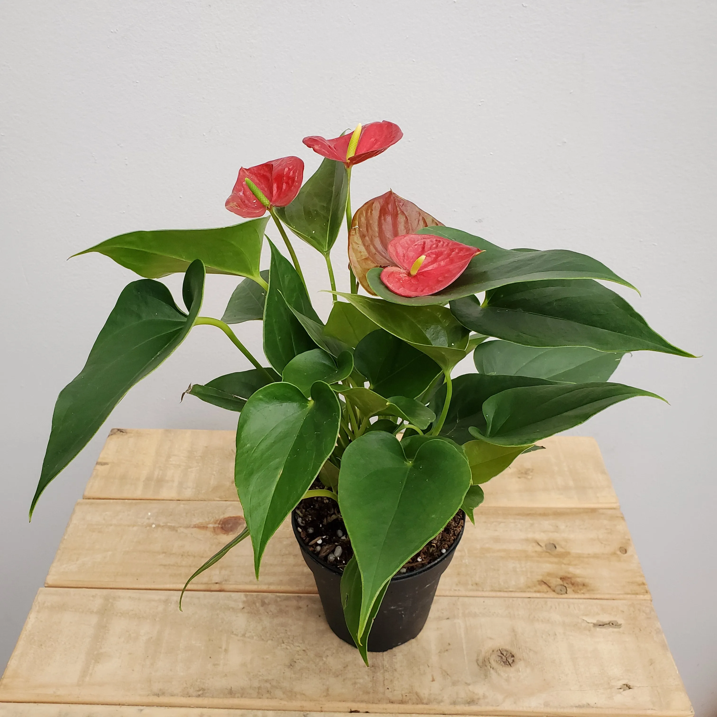 4" anthurium asst