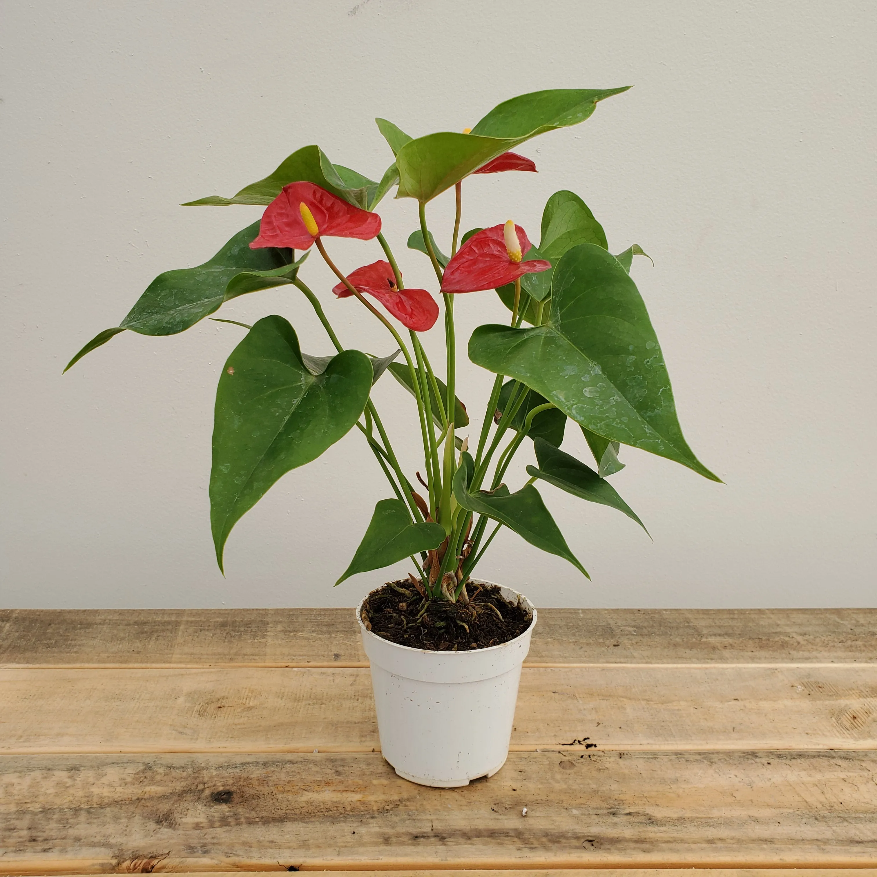 4" anthurium asst