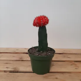 4" grafted cactus