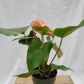 6" anthurium miss june