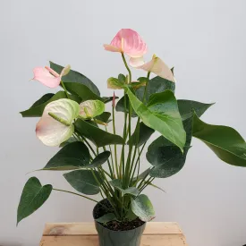 6" anthurium pandola