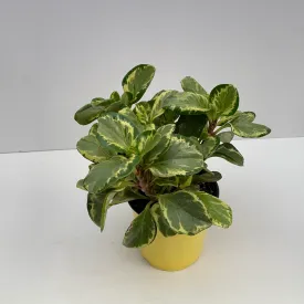 6" peperomia variegated