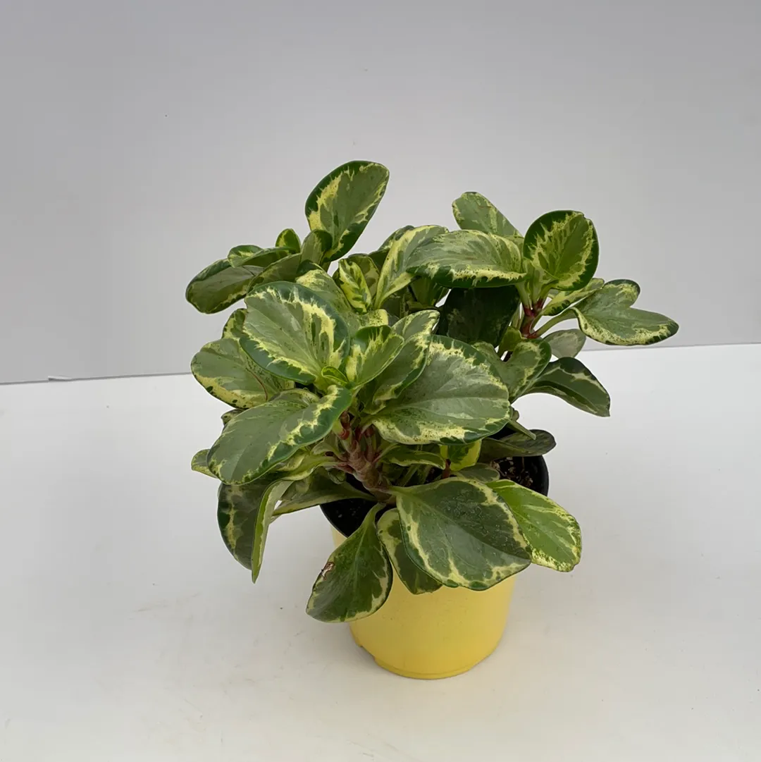 6" peperomia variegated