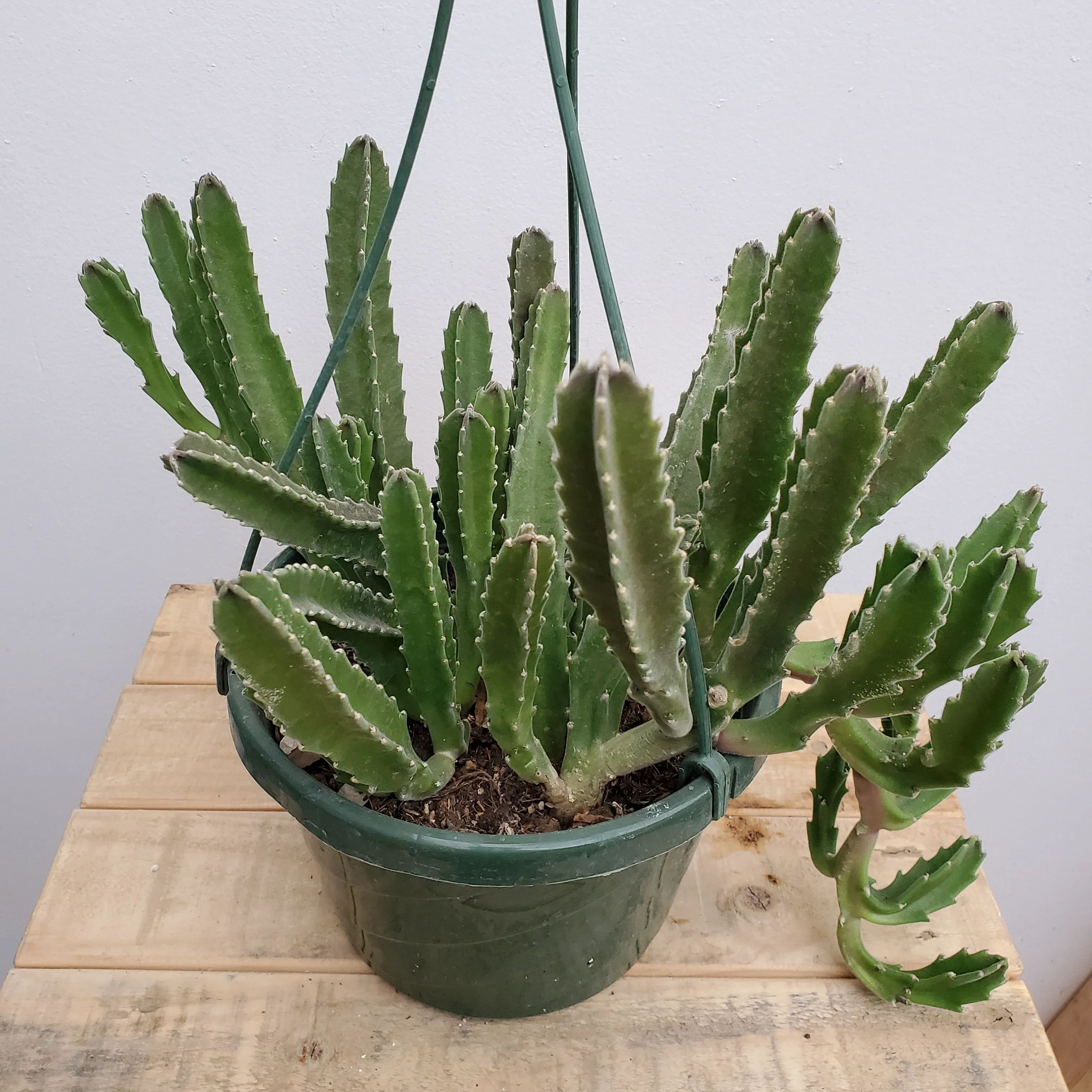8" cactus stapelia hb
