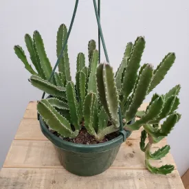 8" cactus stapelia hb