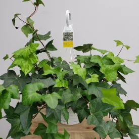 8" ivy algerian neon hb