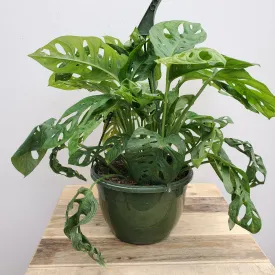 8" monstera swiss cheese
