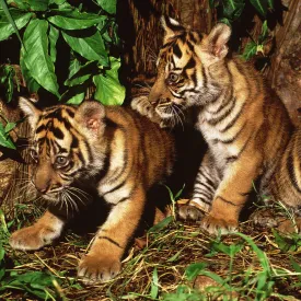 give a tiger a fighting chance